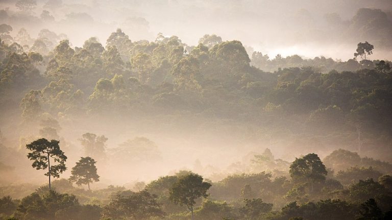 Regenwald Bolivien