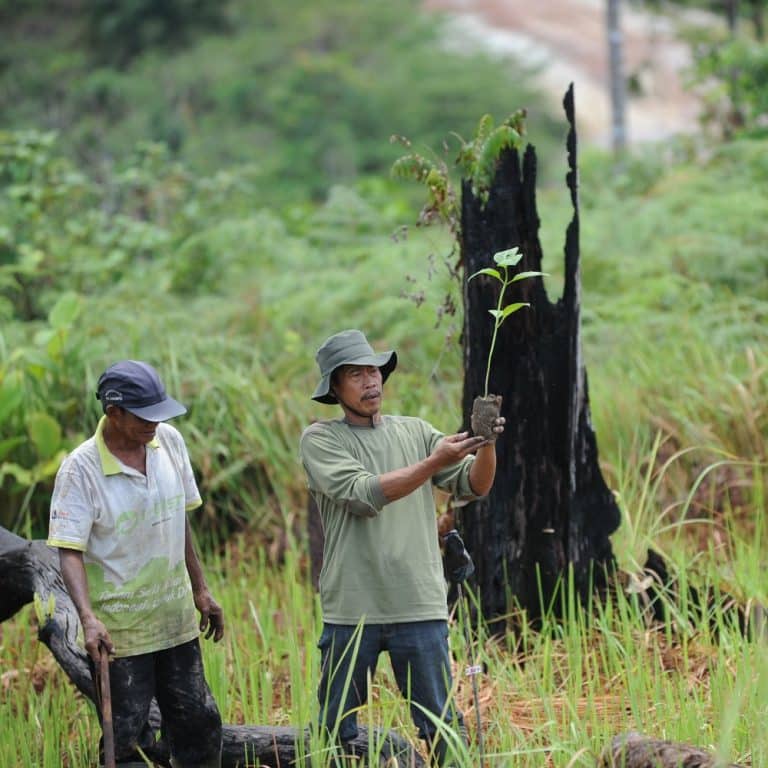 Aufforstung Indonesien Borneo