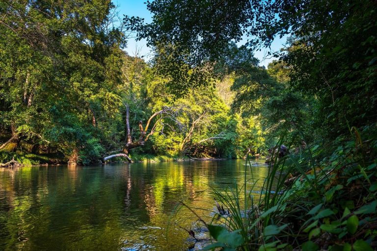 Regenwald Brasilien