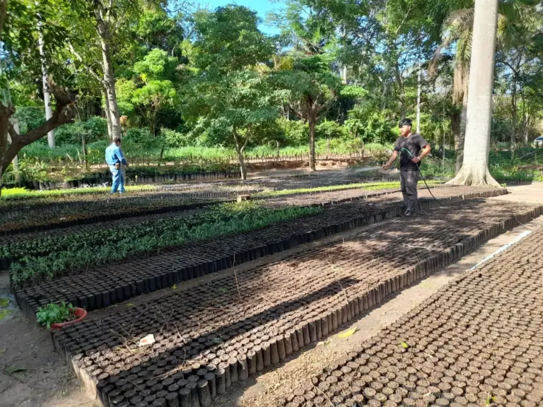 amazon windshield farm