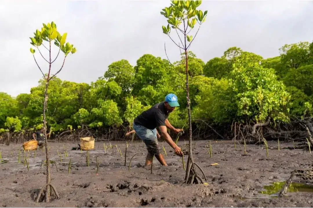 Tree by tree in Kenya - Betterwood