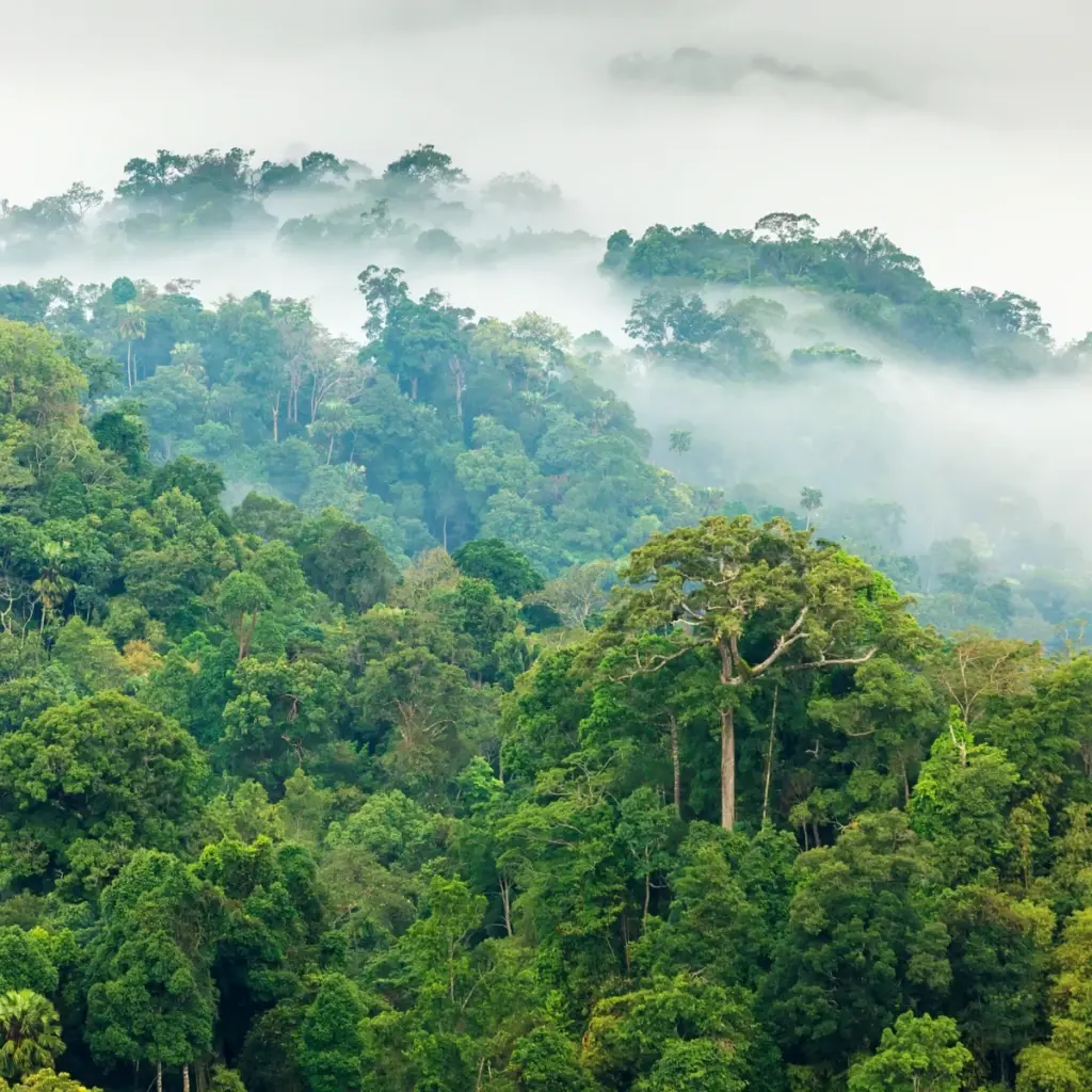 Regenwald nachhaltige Waldwirtschaft